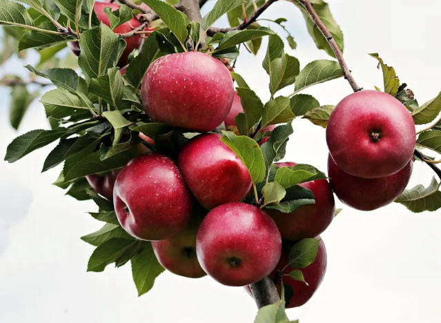 나무에 달린 새빨간 사과