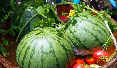 수박2