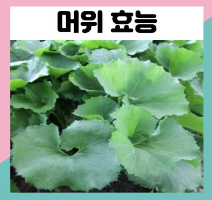 머위 효능 머위잎 머위뿌리효능
