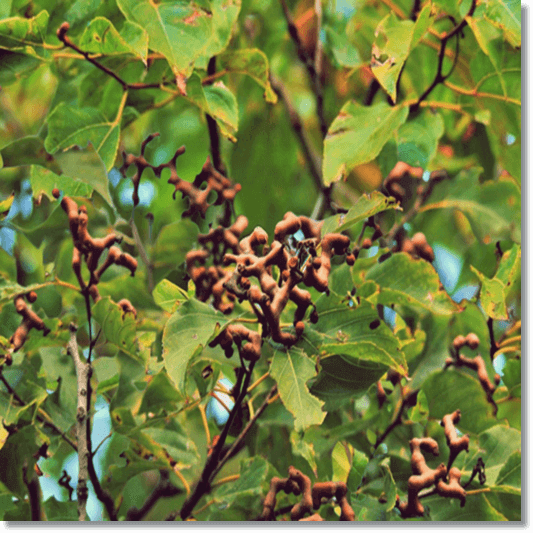 헛개나무 차 효능 및 활성 성분, 먹는 법과 주의점