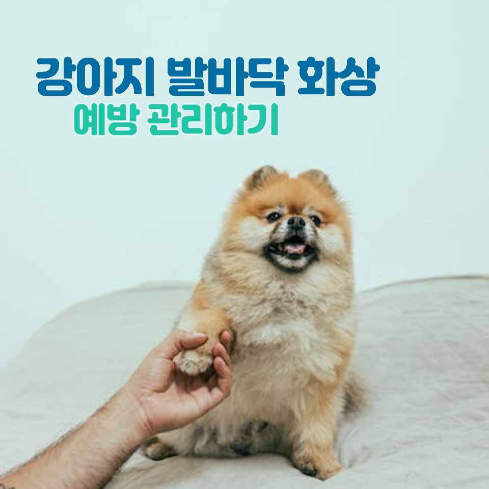 강아지발관리