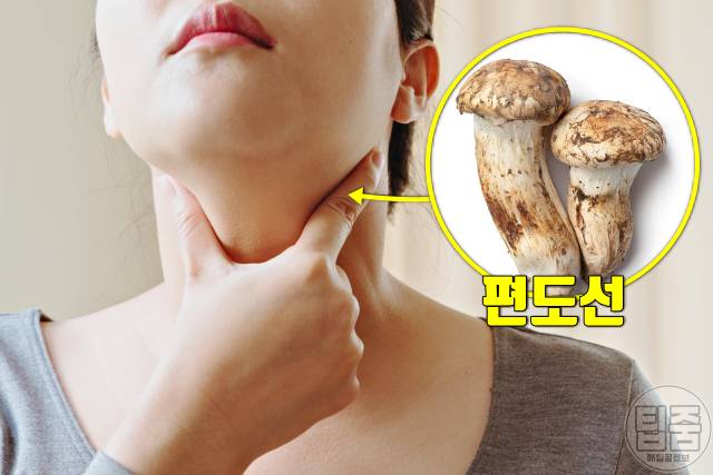 송이버섯 효능 편도선