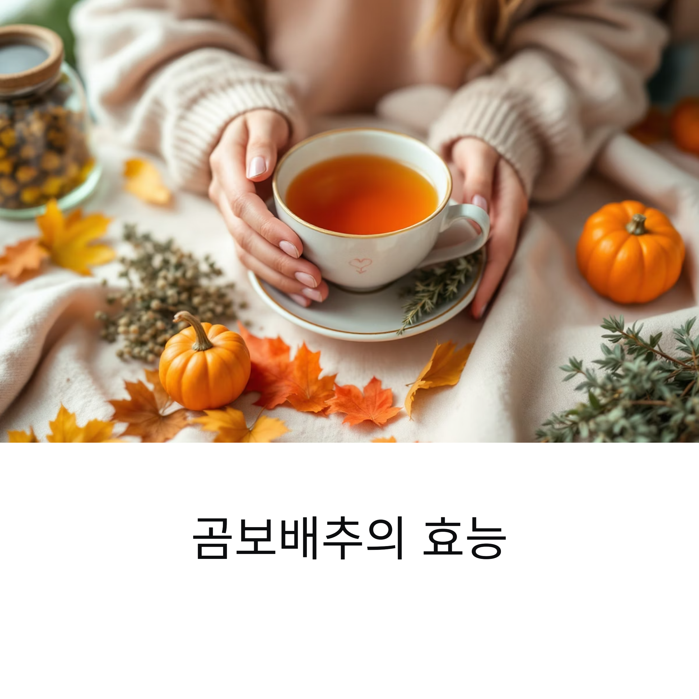 곰보배추 효능