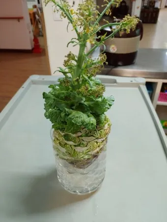 양배추 재배 배추흰나비 방제 칼슘 결핍 예방_11