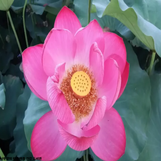 연자육
