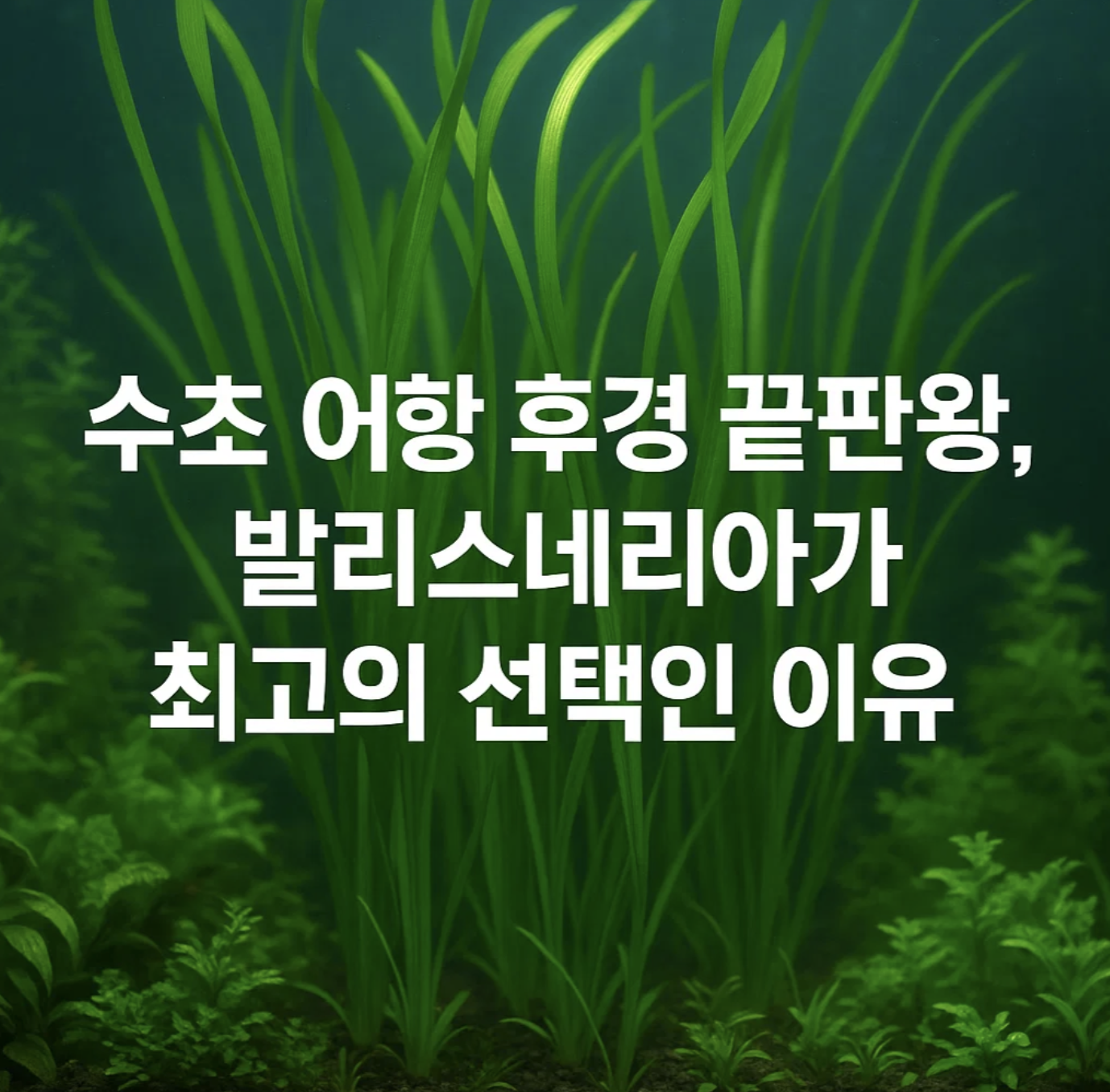 수초 어항 후경 끝판왕, 발리스네리아가 최고의 선택인 이유