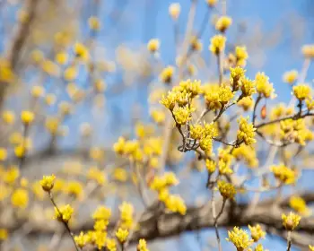 구례 산수유축제_9