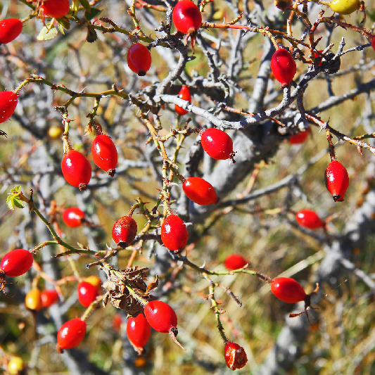 로즈힙 오일 효능&#44; 부작용 및 사용법 알아보기