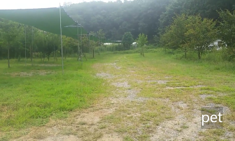 경기-파주-느티나무-그늘아래-캠핑장-예약-방법-애견-동반-가격-주소-시간-후기