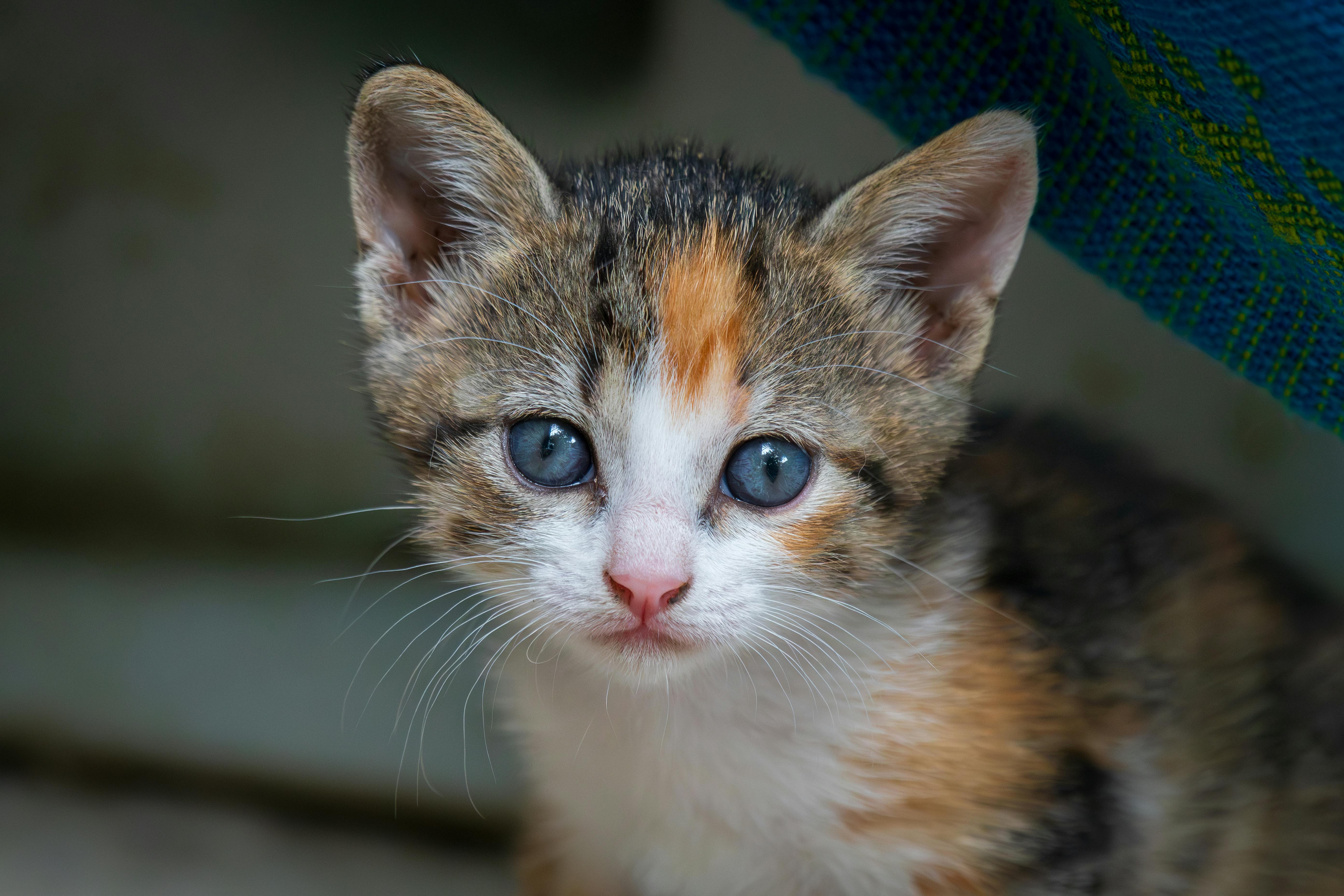 신기한 고양이의 과학 관련 사진