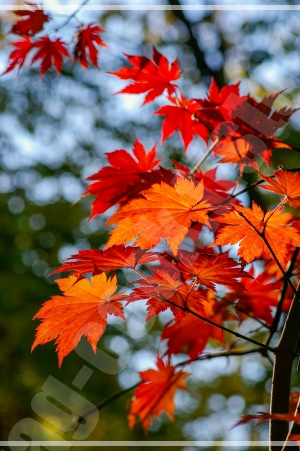 경복궁 향원정과 붉은 단풍이 어우러진 모습&amp;#44; 지하철로 즐기는 서울 단풍 여행을 상징 