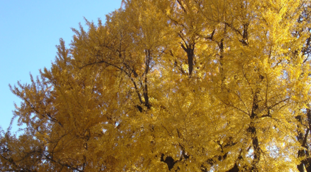 2023-서울-단풍명소