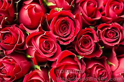 빨간장미- 꽃말- 뜻-역사-장미수-종류-연인-4