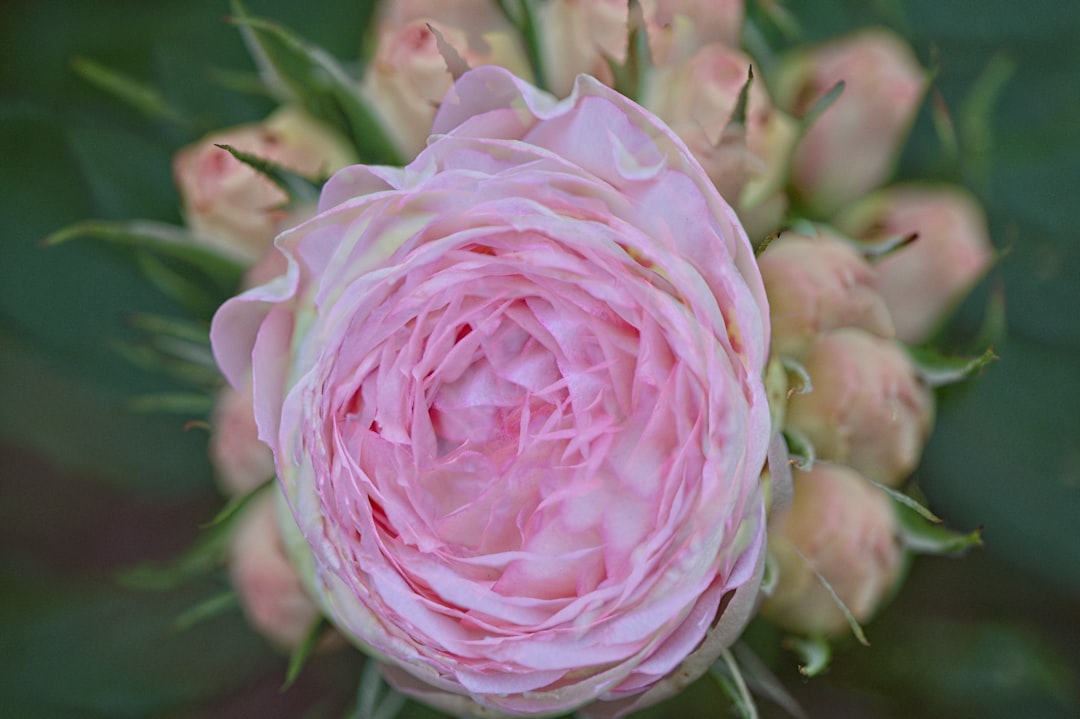 Variation