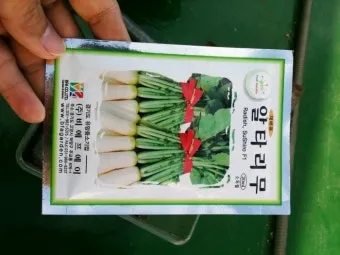 알타리무 파종시기 핵심 포인트_21