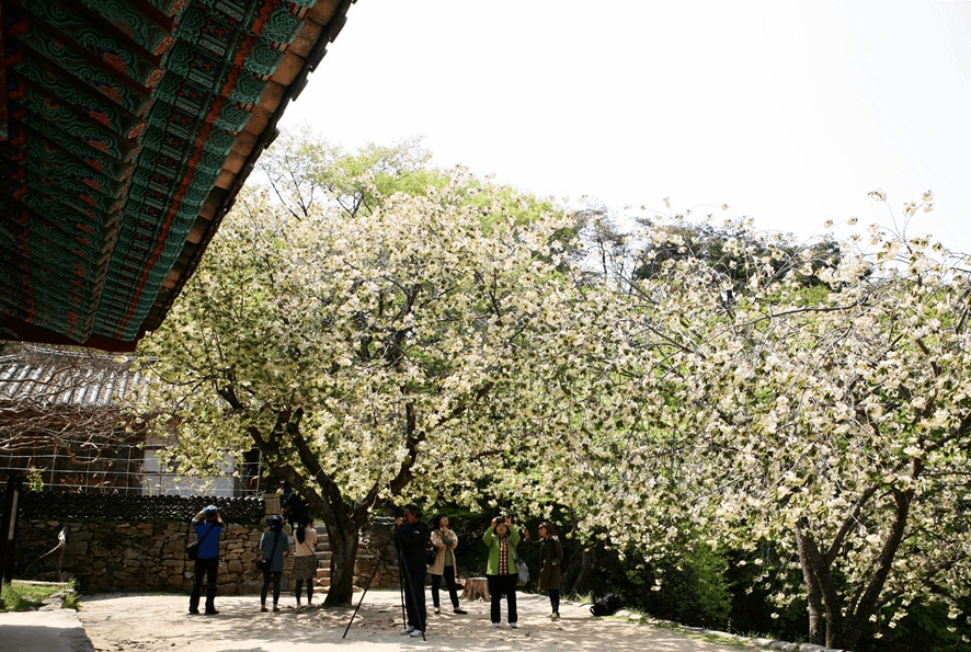 개심사 청벚꽃 개화시기