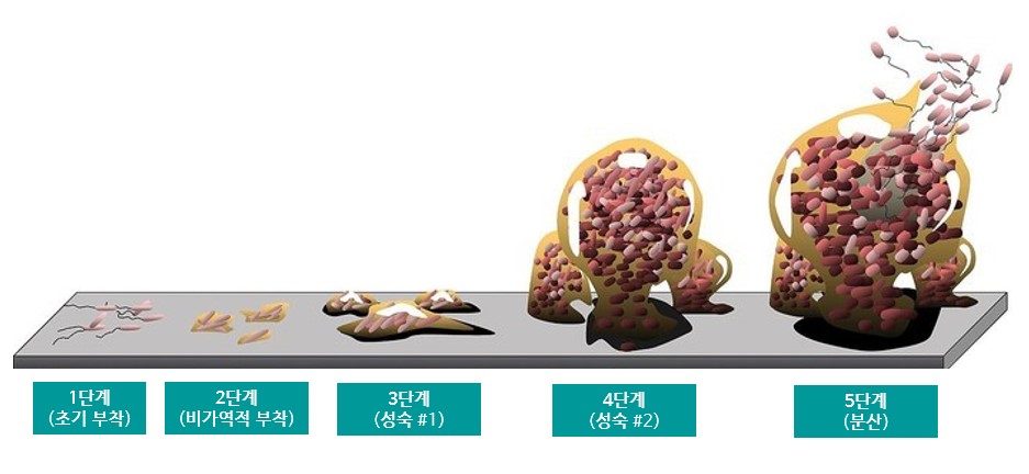 바이오필름 발전 5단계
