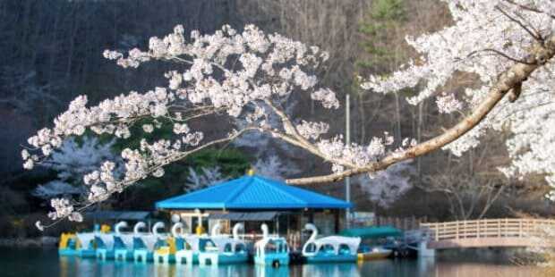 2025 석촌호수 벚꽃축제