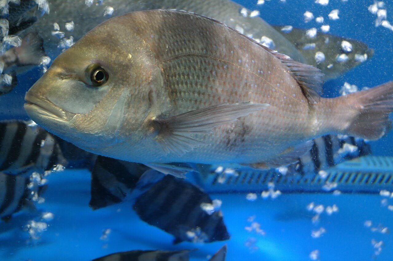 1월 제철 생선 해산물