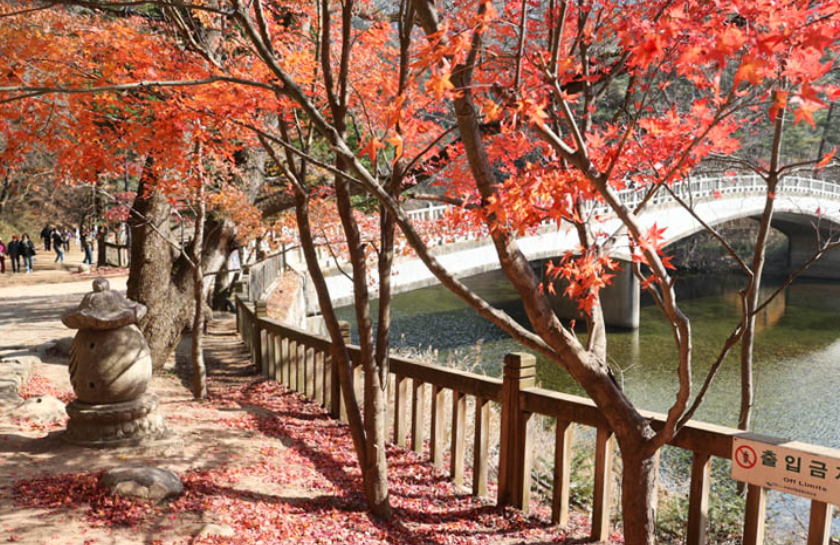 오대산 월정사 전나무숲길