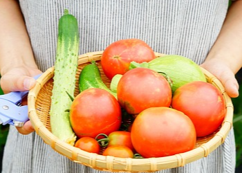 가정용-식물-재배-키트의-활용법