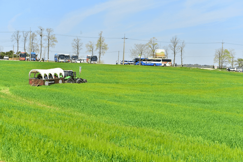 고창 청보리밭 축제