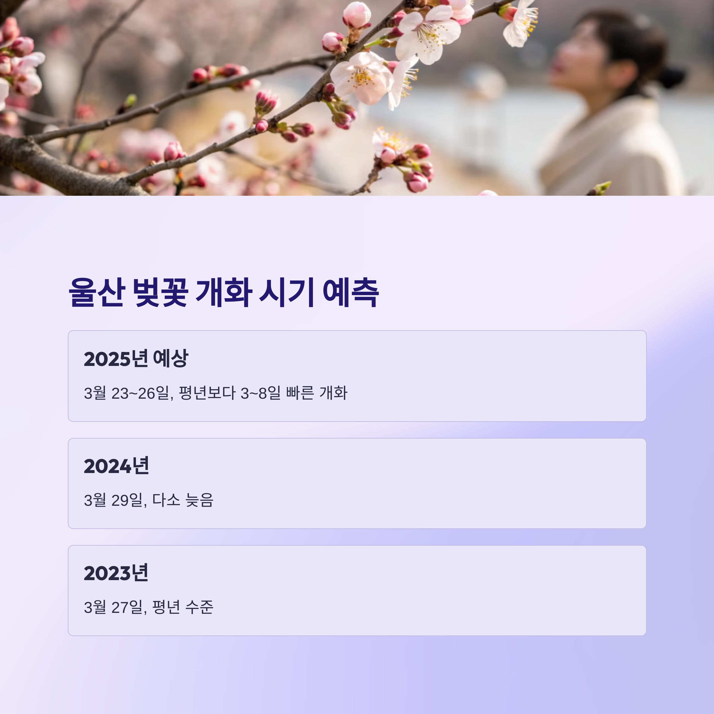 울산 벚꽃 개화 시기 예측