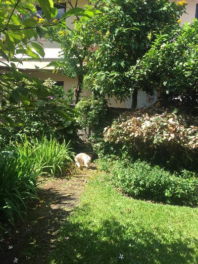 치앙마이 고양이 수텝 반캉왓 왓우몽