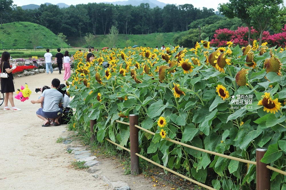 경주 해바라기 명소 , 경주 해바라기 밭 위치 모음, 7~8월 경주 여름 가볼만한곳, 첨성대