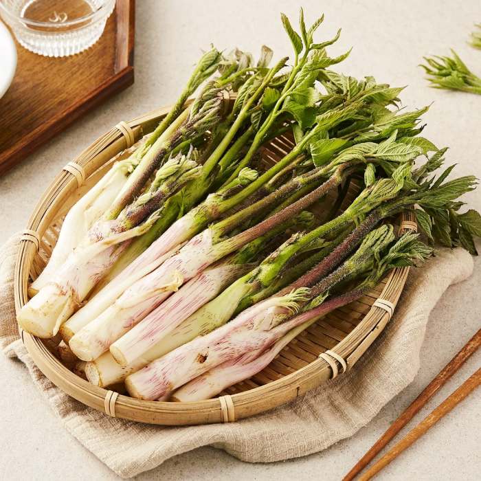 촬영 근육통 하반신마비 두통 중풍의 반신불수에 탁월한 효능 부작용 구입 방법 신비의 대물 약초 독활 땅두릅 추천