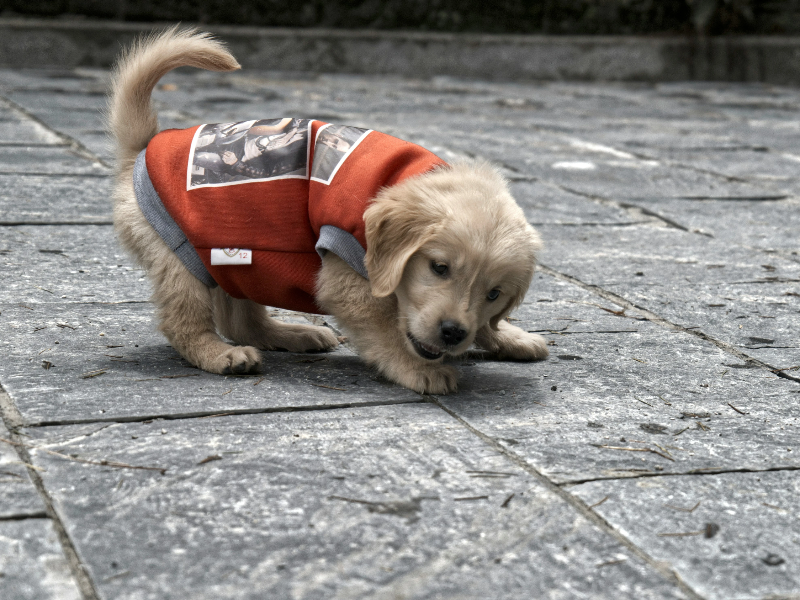 길 위에서 놀고있는 강아지