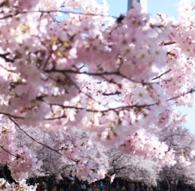 서울 벚꽃 개화시기 2025