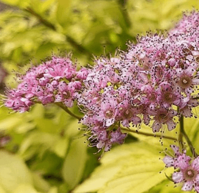 만첩 조팝나무 포토 종류 와 장미 이팝나무 알아보기