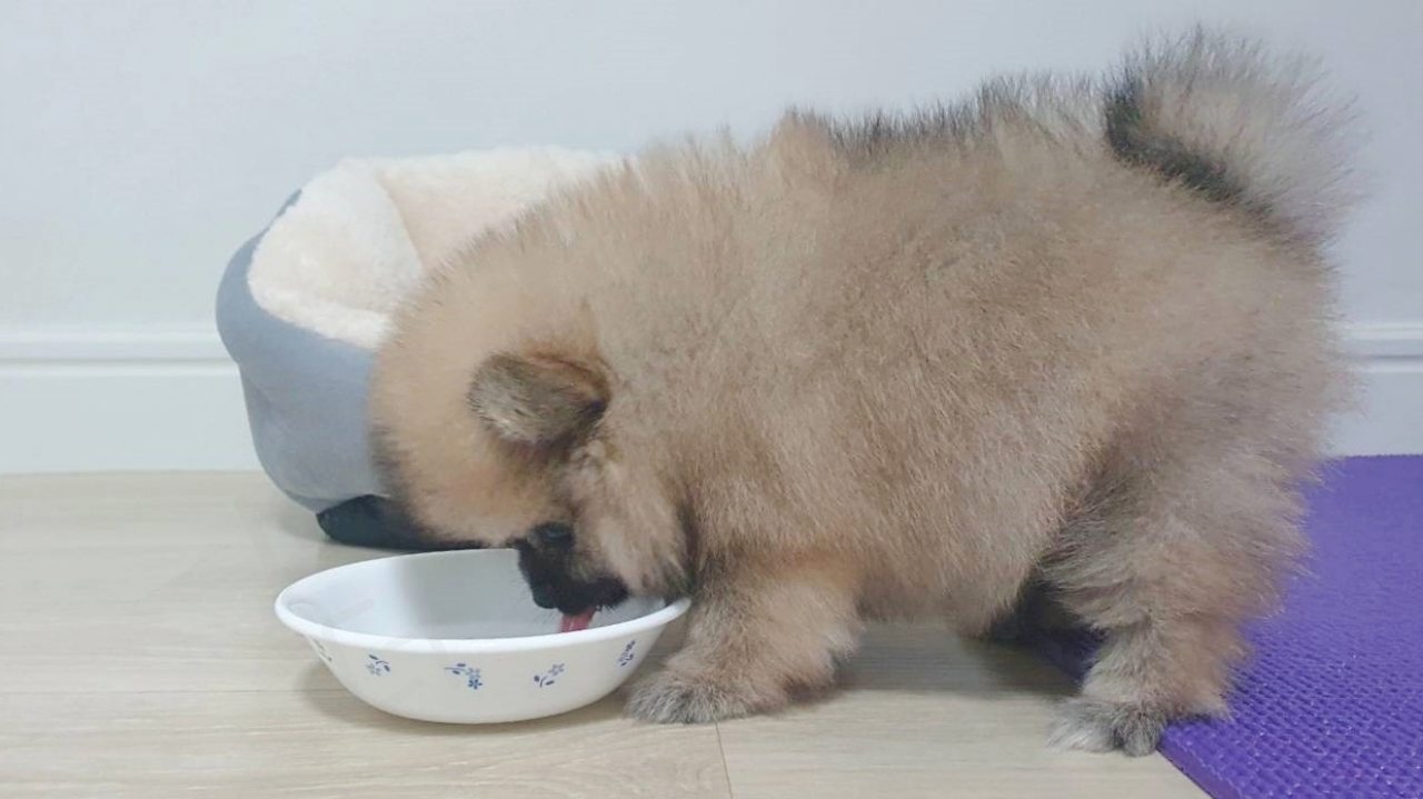 감기 회복에 필요한 수분 보충을 위해 물을 마시는 강아지