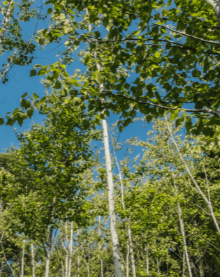 가을천 단풍여행 화담숲 화담채 모노레일 입장권 예약 방법 안내