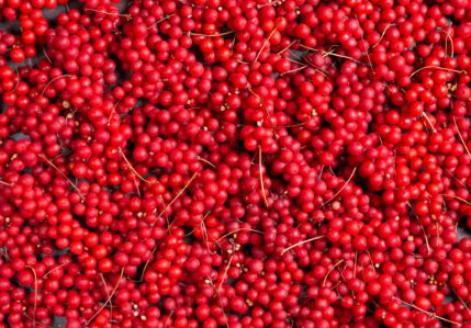 오미자 효능, 부작용, 수확시기 총정리 (2024ver)