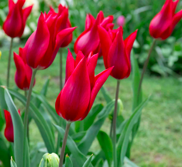 Pretty Woman Tulip