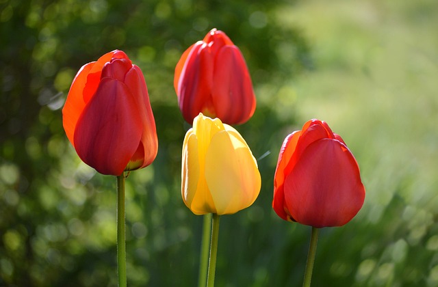 봄꽃 여행 관련 이미지