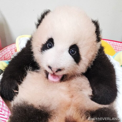 대한민국이 사랑한 판다, 푸바오의 성장 이야기