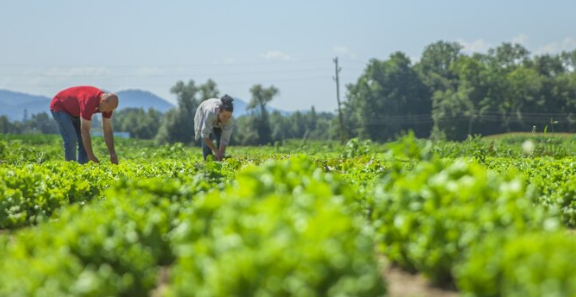 공익직불금 신청