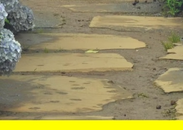 카멜리아힐 봄 시즌, 제주 꽃 필 때, 제주 여행 가성비 코스, 제주 여행 예쁜 곳, 제주 감성 관광지, 제주도 꽃놀이 추천, 제주 대표 감성 정원, 제주 정원 여행지, 제주 산책 명소, 제주 자연 테마파크