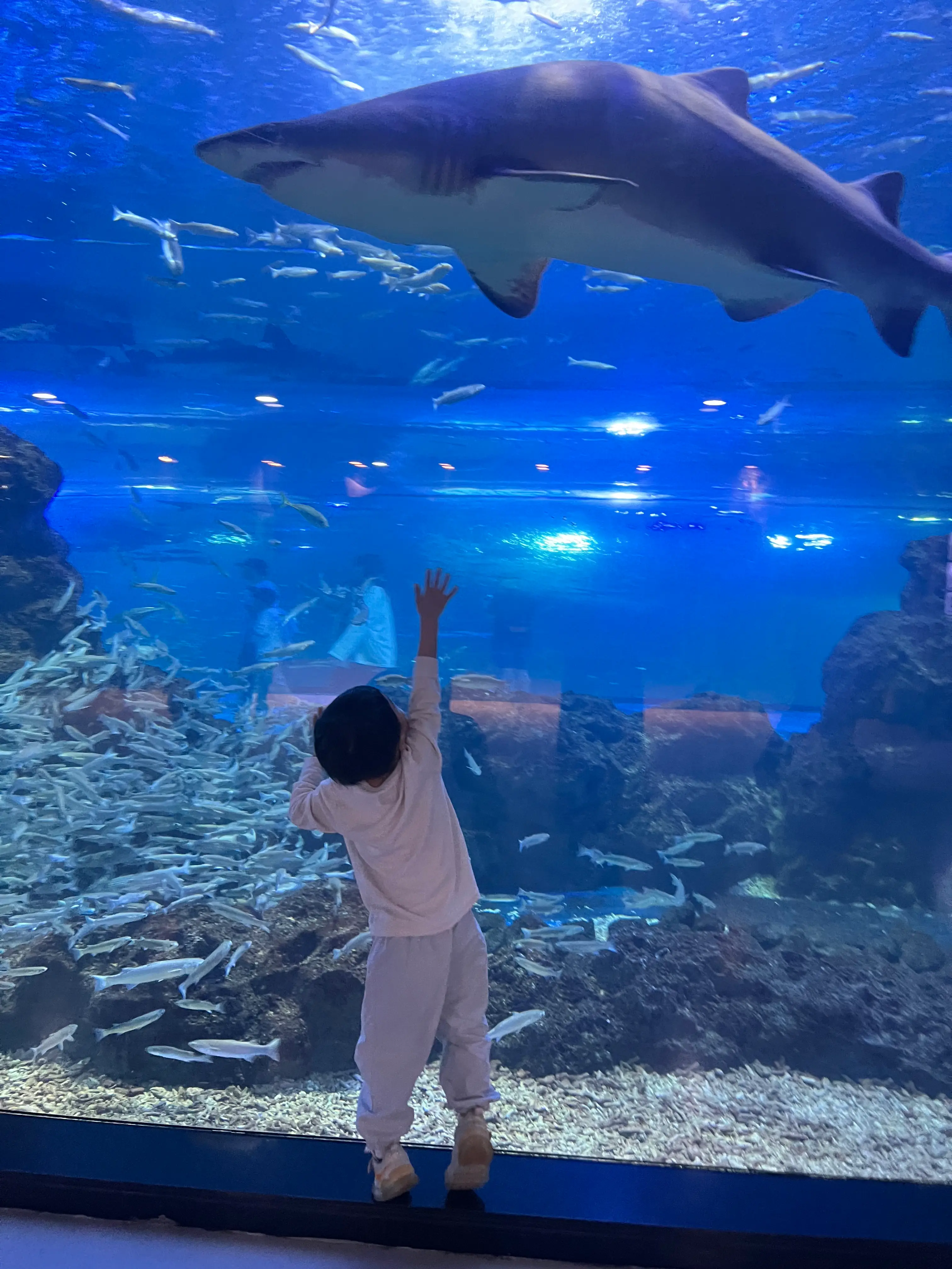 제주 아쿠아플라넷 아기랑