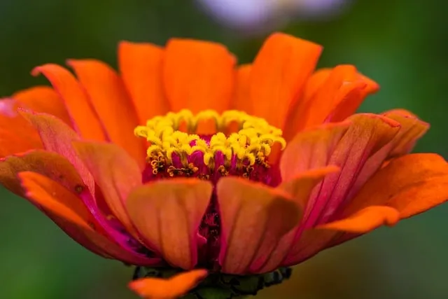 화무십일홍 뜻과 화무십일홍 권불십년 花無十日紅 자료집_5