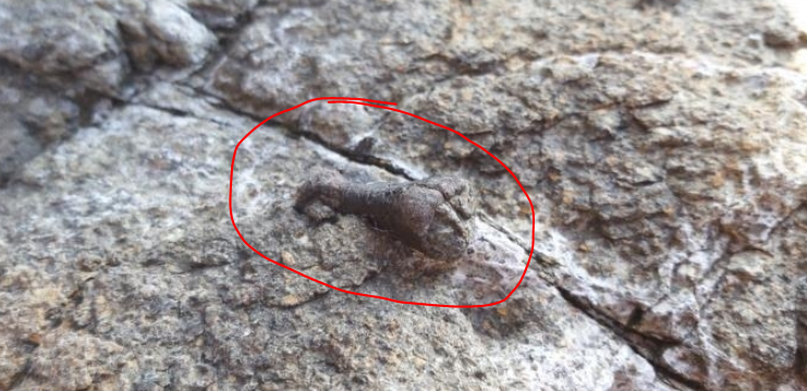 대부도 공룡화석