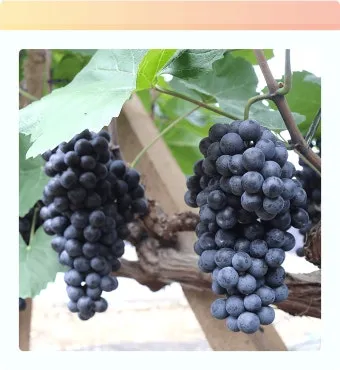 머루포도 효능키우기제철머루포도주 담그기먹는 방법보관 방법 안내_10