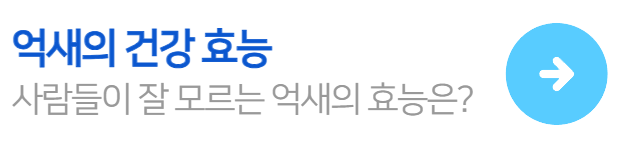 억새의건강효능