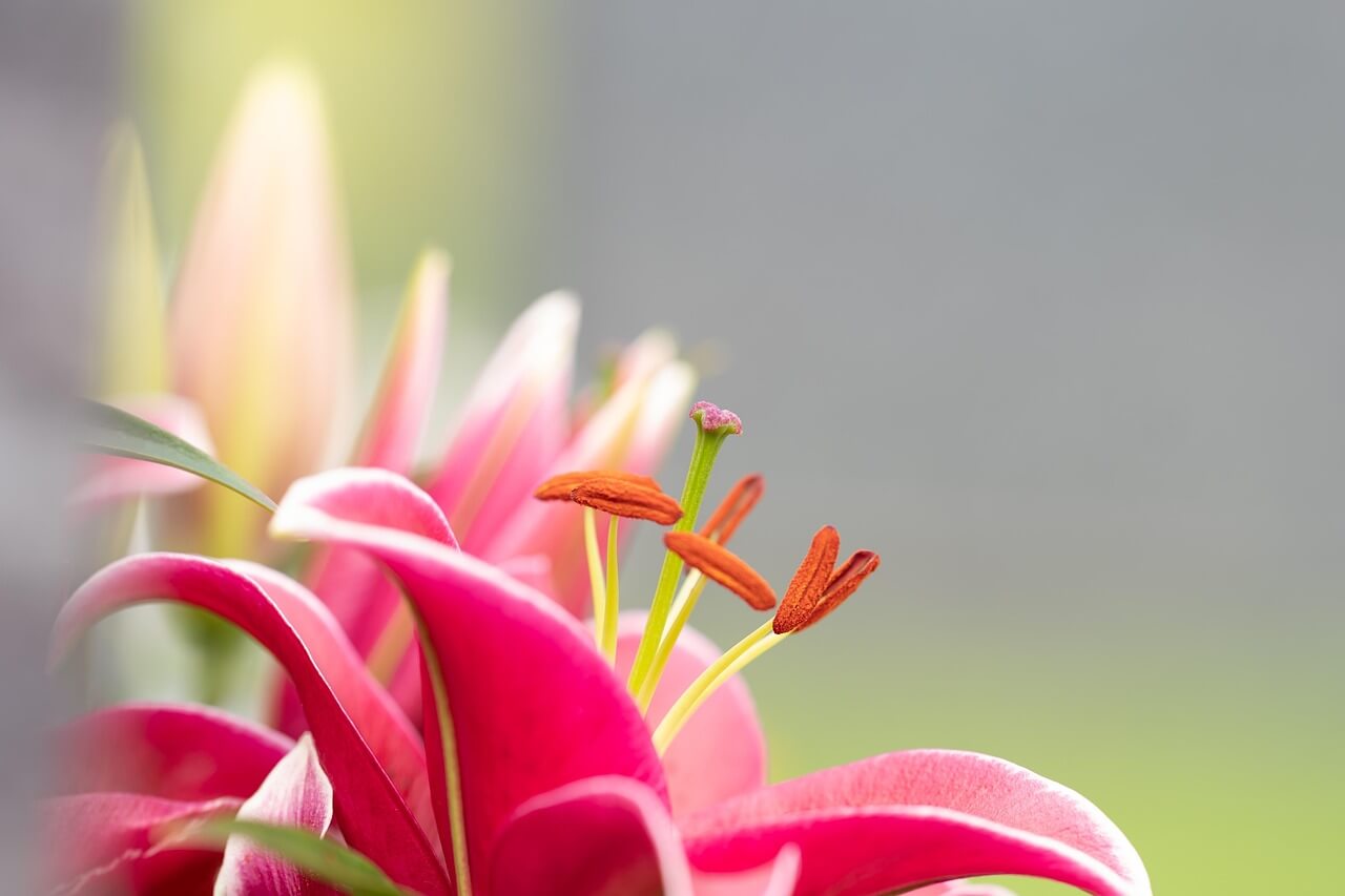 탈장 증상 총정리