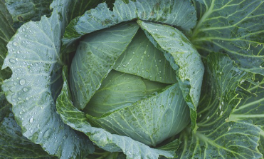 가격 비교&amp;#44; 괴산 절임배추 20kg 직거래로 최저가 예약 1