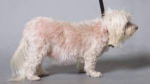 쿠싱증후군을 앓고 있는 강아지 모습