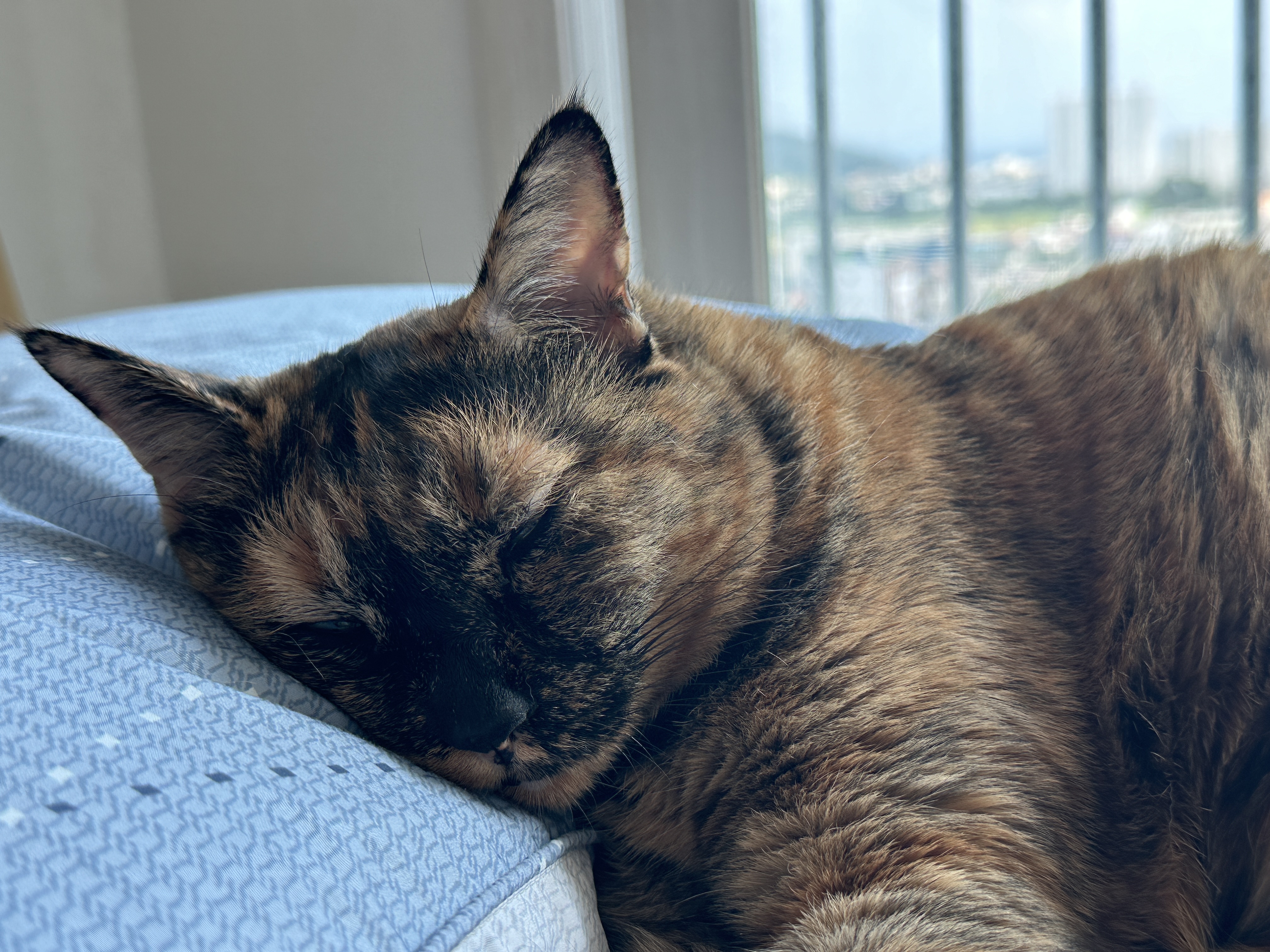 실눈_뜨고_보는_사랑이